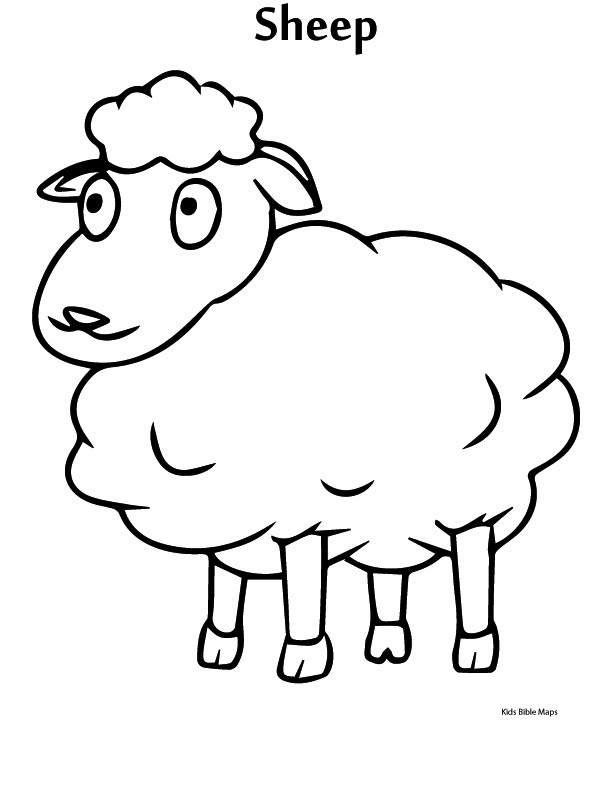 Sheep hero image